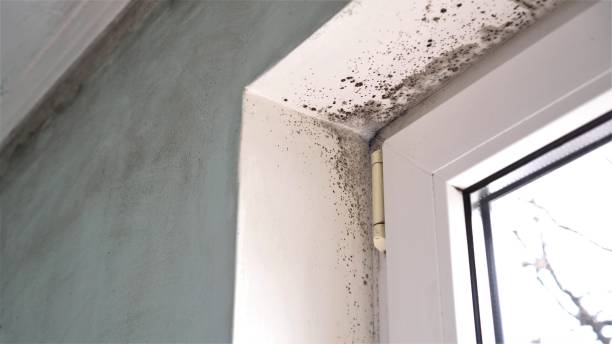 Professional Mold Removal in La Selva Beach, CA