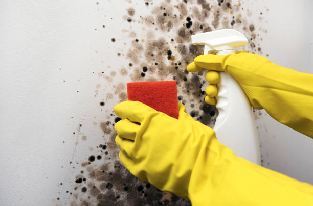 Attic Mold Removal in La Selva Beach, CA
